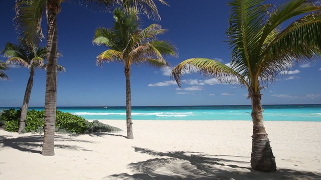 Tropical beach with coconut palm trees and white sand on caribbean coastline
