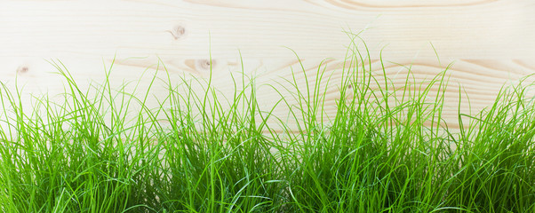 Obraz premium Grass
