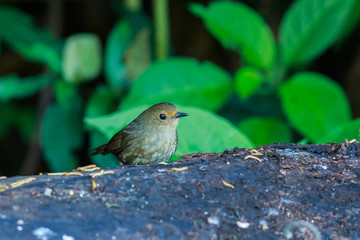 Bird,Bird Siberian blue robin- Doi Inthanon Chiang Mai, Thailand