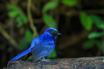 Bird,Large Niltava - Doi Inthanon Chiang Mai, Thailand