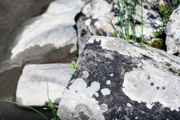 moss on a granite boulder