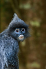 Dusky leaf monkey, Dusky langur, Spectacled langur,monkey,animal