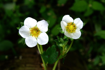 Flowering strawberry