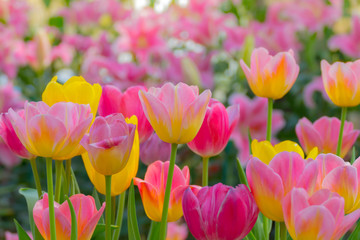 Tulip. Beautiful bouquet of tulips. colorful tulips.