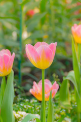 Tulip. Beautiful bouquet of tulips. colorful tulips.