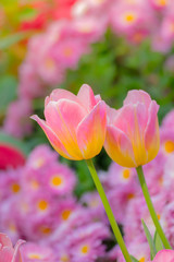 Tulip. Beautiful bouquet of tulips. colorful tulips.
