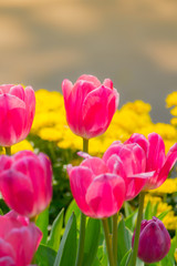 Tulip. Beautiful bouquet of tulips. colorful tulips.