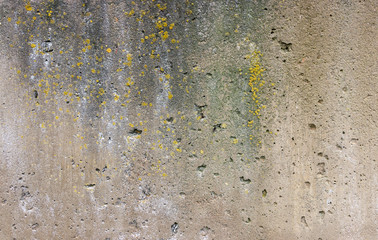 Gray cement wall background with moss