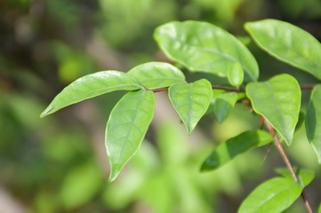 Obraz premium fresh green Wrightia religiosa Benth leaves