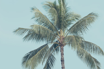 Fototapeta na wymiar ヤシの木と青空,ハワイ,