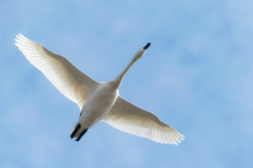 Fototapeta premium 飛ぶ白鳥