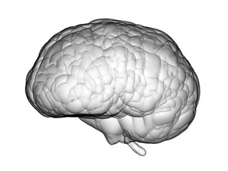 3d rendered brain on white background
