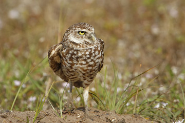 Burrowing Owl standing on the ground