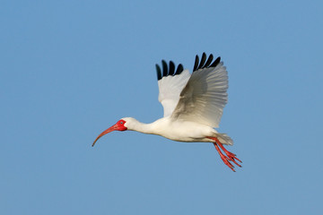 White Ibis flying in blue sky