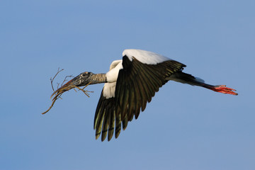 Wood stork flying with nesting material