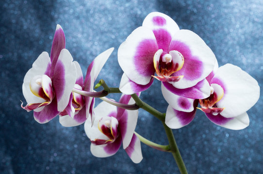 Weiss und violette Phalaenopsis Orchidee vor einem schwarzen glitzernden Hintergrund