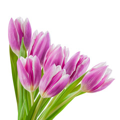 Obraz na płótnie Canvas Fresh Tulip Flowers Isolated