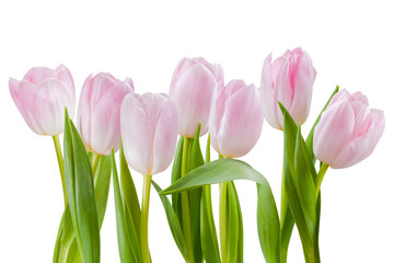 Fresh Tulip Flowers Isolated
