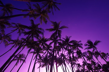 Palmiers et ciel coucher de soleil, Hawaï,