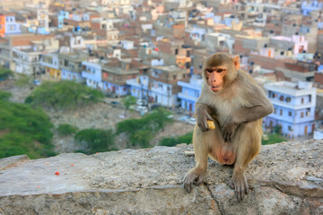 Naklejka premium Rhesus macaque sitting on a wall in Jaipur, India