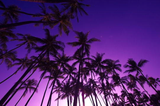 ヤシの木と夕焼けの空,ハワイ,
