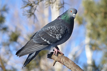 Голубь на дереве.