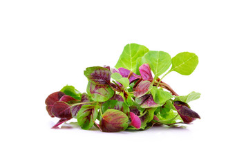 Red leaf vegetable Amaranth on white background