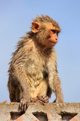 Wet Rhesus macaque sitting on a stone wall in Jaipur, Rajasthan,