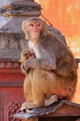 Naklejka premium Rhesus macaque with a baby sitting on a roof in Jaipur, Rajastha