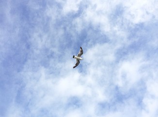 Seagull flying 