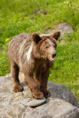 Fototapeta premium Young Grizzly bear (Ursus arctos)