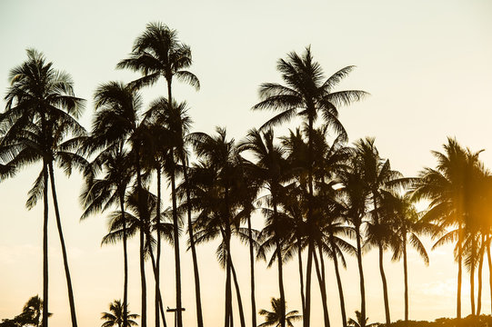 ヤシの木と夕日,ハワイ,