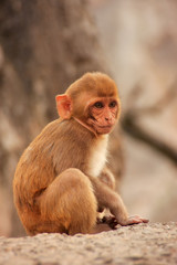 Young Rhesus macaque sitting near Galta Temple in Jaipur, Rajast