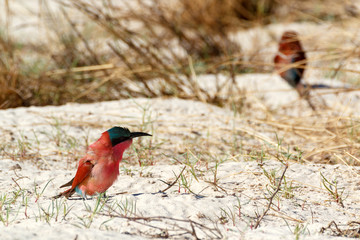large nesting colony of Nothern Carmine Bee-eater