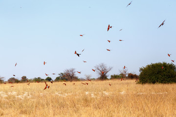 large nesting colony of Nothern Carmine Bee-eater