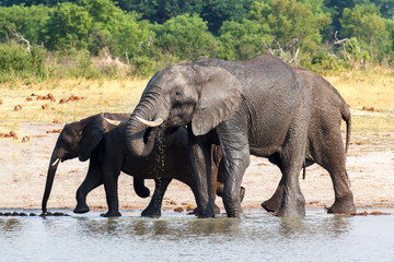 Fototapeta premium Elephants drinking at waterhole