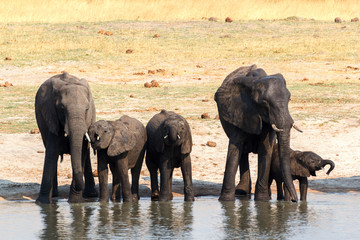 Fototapeta premium Elephants drinking at waterhole