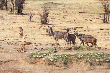 kudu Antelope in hwankee