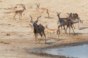 Fototapeta na wymiar kudu Antelope drinking at a muddy waterhole