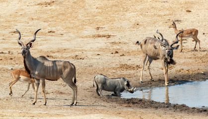 kudu Antelope drinking at a muddy waterhole