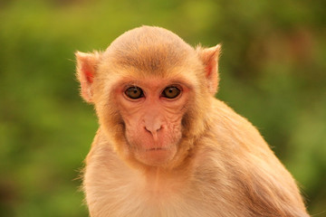 Obraz premium Portrait of Rhesus macaque (Macaca mulatta)