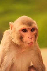 Fototapeta premium Portrait of Rhesus macaque (Macaca mulatta)