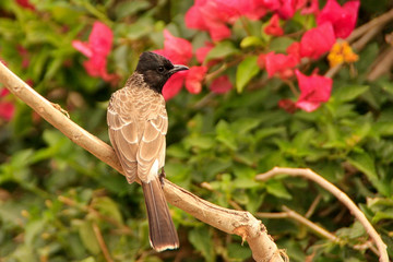 Red-vented Bulbul (Pycnonotus cafer)
