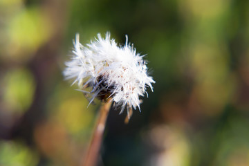 Field dandelion close-up. Wet white dandelion on a background of green bokeh. 