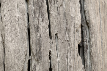 wood texture (center of frame is selected focus)