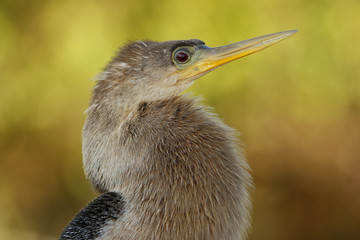 Portrait of female Anhinga