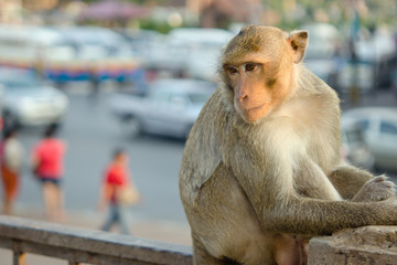 Long tailed monkey in Lopburi province, Thailand