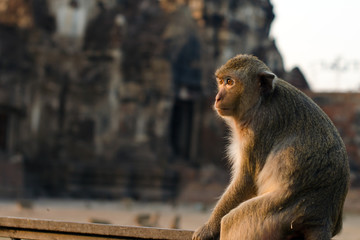 Long tailed monkey in Lopburi province, Thailand