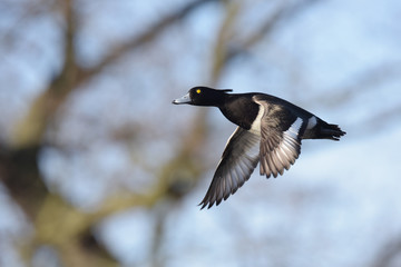 Tufted Duck, Aythya fuligula