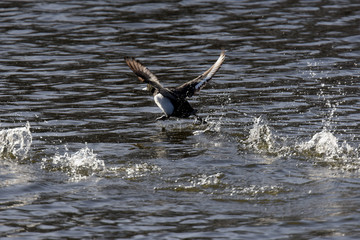 Tufted Duck, Aythya fuligula
